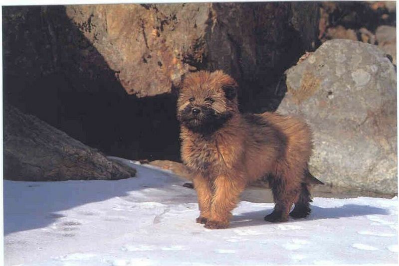 Puppy{!--강아지-->; DISPLAY FULL IMAGE.