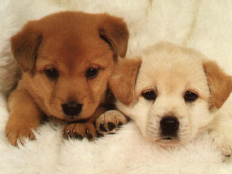 Puppies{!--강아지-->; DISPLAY FULL IMAGE.