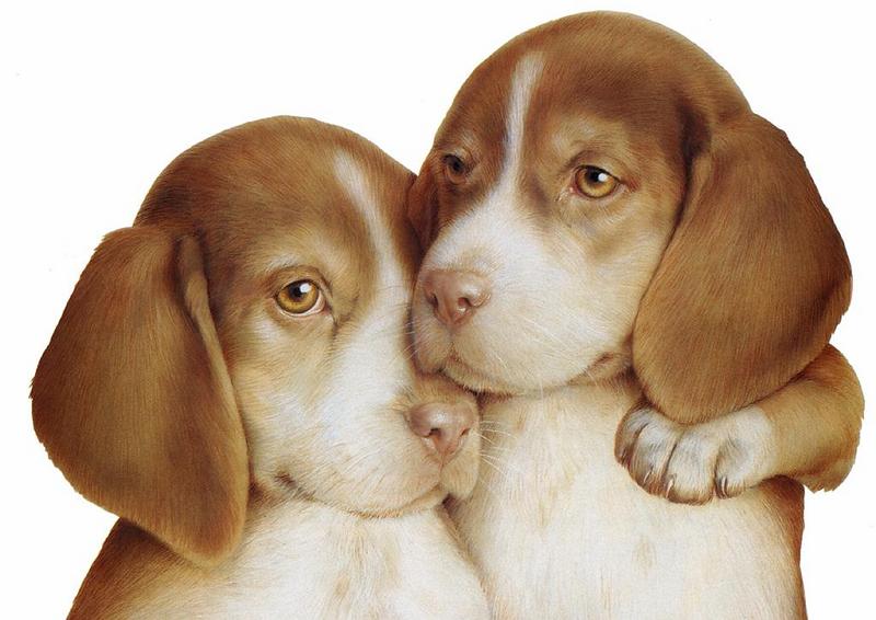 Puppies{!--강아지-->; DISPLAY FULL IMAGE.