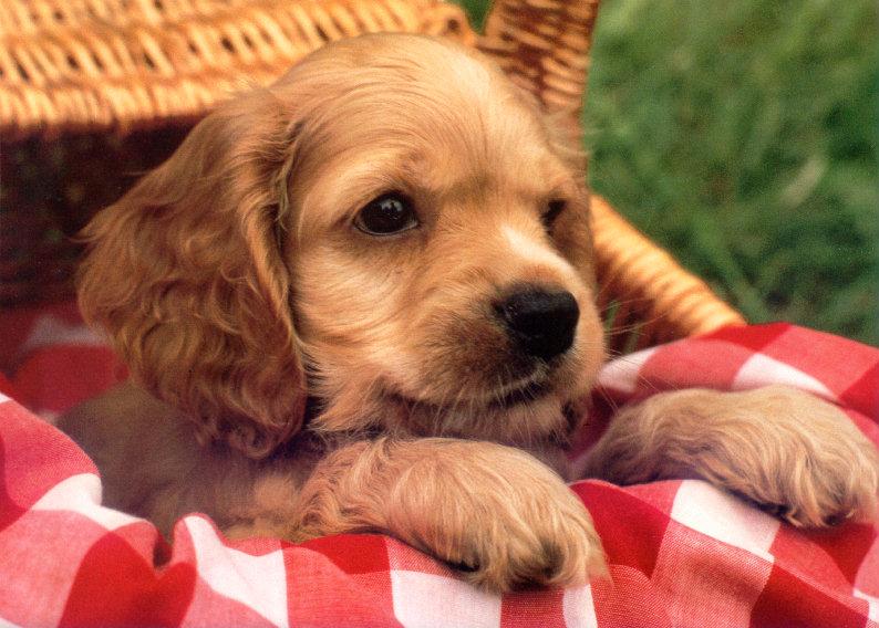 Puppy{!--강아지--> in basket; DISPLAY FULL IMAGE.