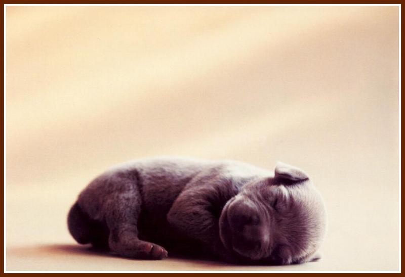 Chocolate Labrador Retriever puppy{!--강아지--> - William Wegman Puppies; DISPLAY FULL IMAGE.