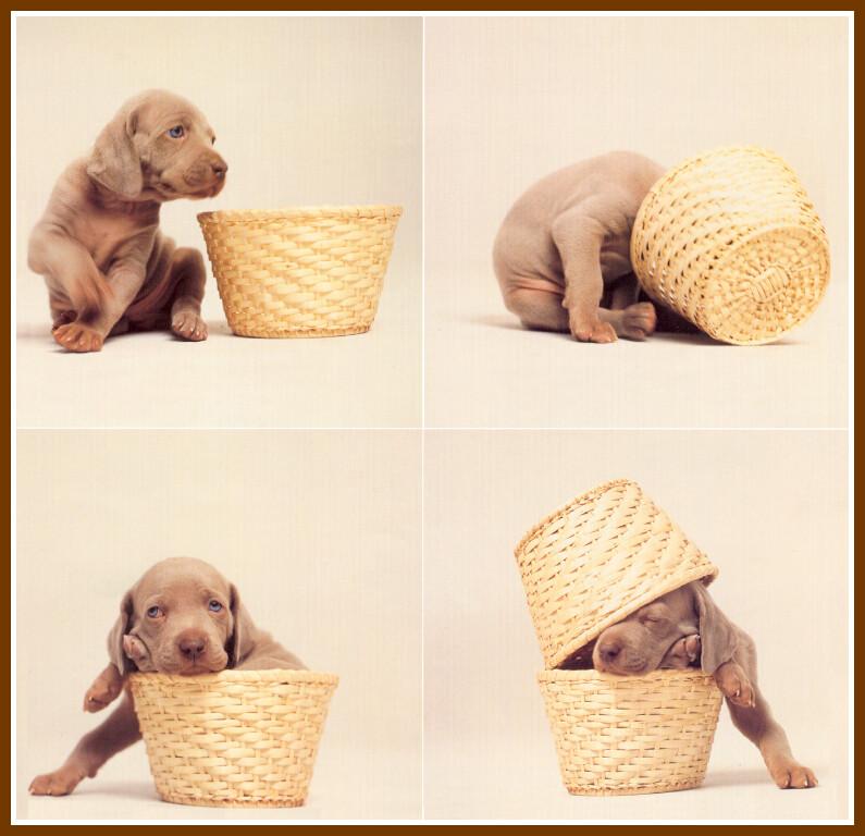 Chocolate Labrador Retriever puppy{!--강아지--> - William Wegman Puppies; DISPLAY FULL IMAGE.
