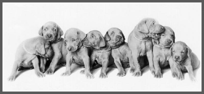 Chocolate Labrador Retriever puppy{!--강아지--> - William Wegman Puppies; DISPLAY FULL IMAGE.