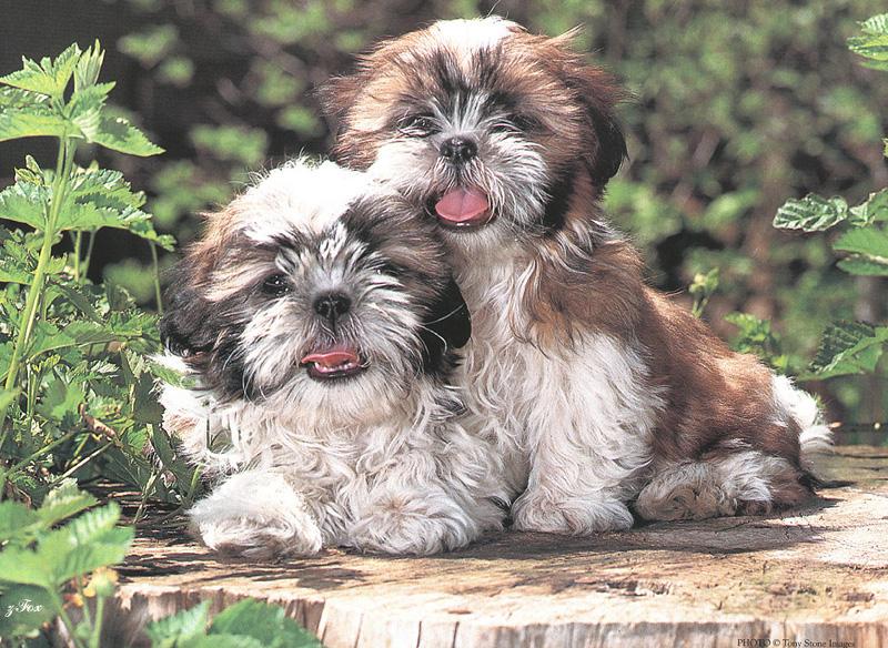 Puppies{!--강아지-->; DISPLAY FULL IMAGE.