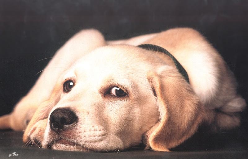 Puppy{!--강아지-->; DISPLAY FULL IMAGE.