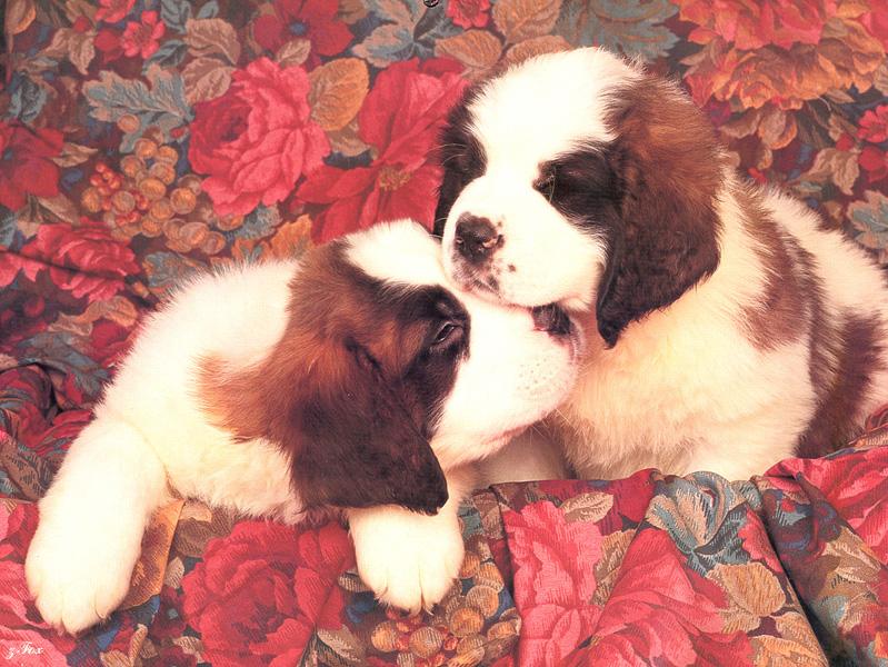 Spaniel puppies{!--강아지-->; DISPLAY FULL IMAGE.