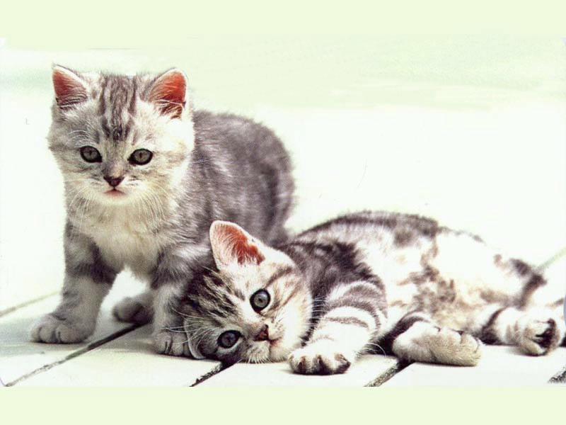 Kitten{!--새끼/아기 고양이-->; DISPLAY FULL IMAGE.