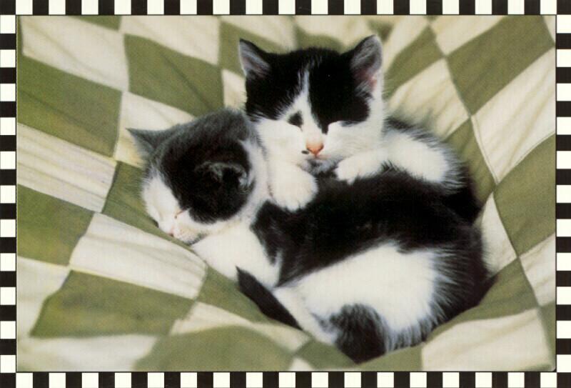 Kittens{!--새끼/아기 고양이-->; DISPLAY FULL IMAGE.