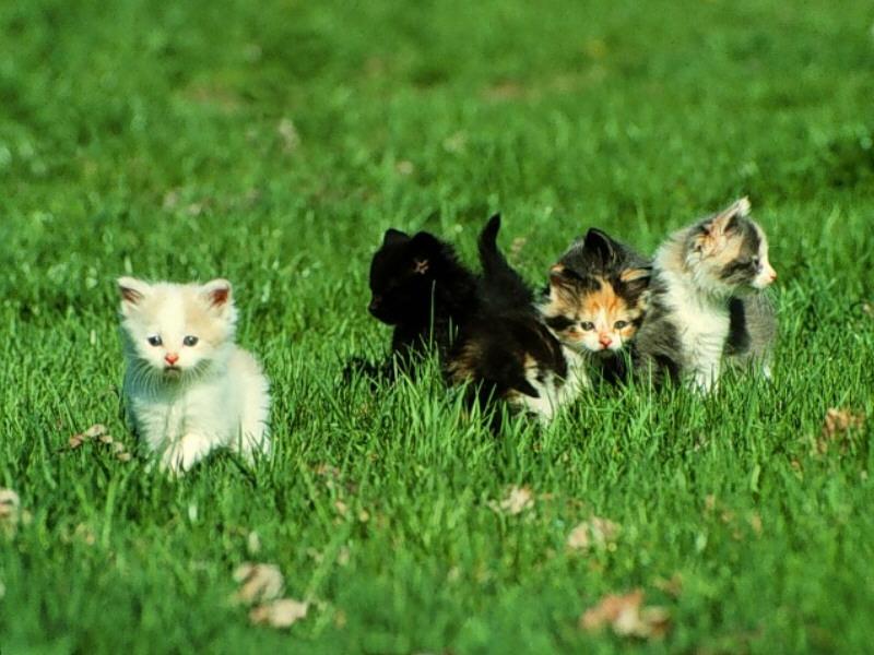 Kittens{!--새끼/아기 고양이--> First Outing; DISPLAY FULL IMAGE.