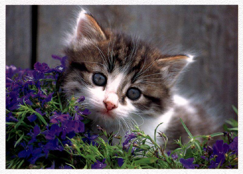 Kitten{!--새끼/아기 고양이--> face; DISPLAY FULL IMAGE.
