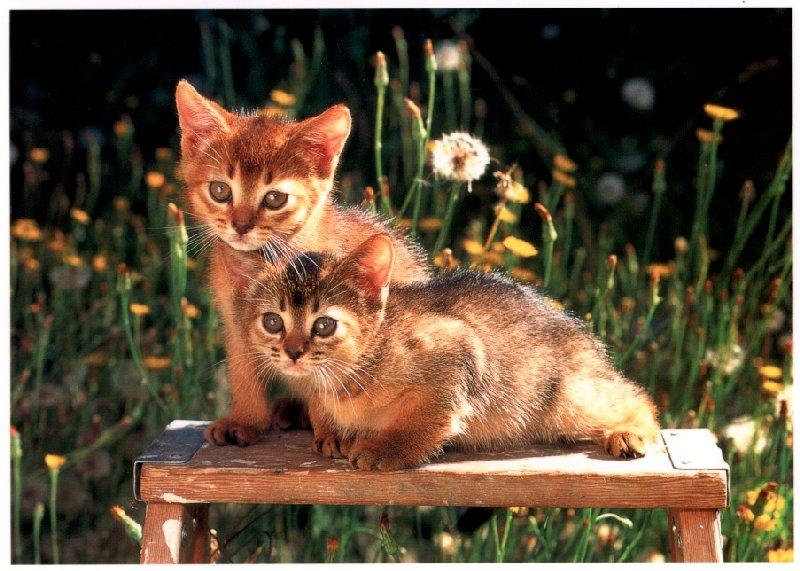 Kittens{!--새끼/아기 고양이-->; DISPLAY FULL IMAGE.