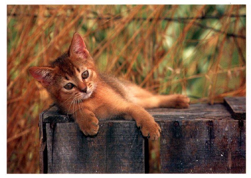 Kitten{!--새끼/아기 고양이-->; DISPLAY FULL IMAGE.