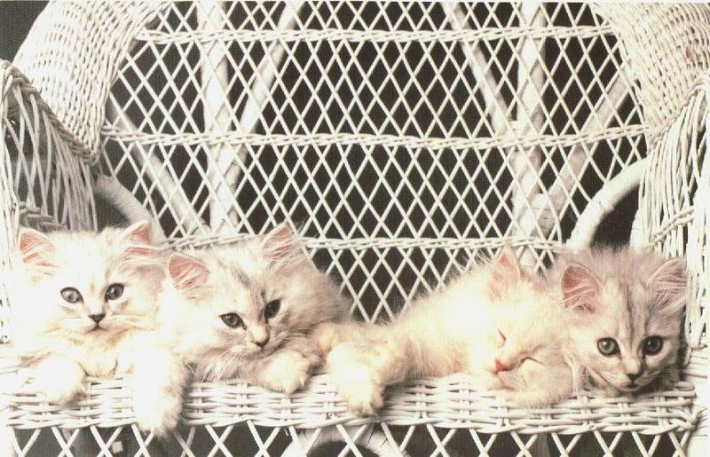 Four Kittens{!--새끼/아기 고양이--> on a chair; DISPLAY FULL IMAGE.