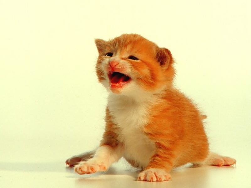 Kitten{!--새끼/아기 고양이-->: 
