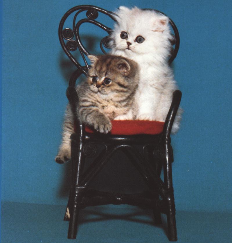 Kittens{!--새끼/아기 고양이-->: Tabby/Chinchilla Kittens; DISPLAY FULL IMAGE.