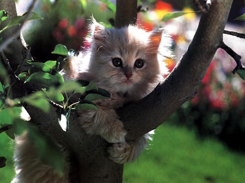Ouriel - Chat - Kitten{!--새끼/아기 고양이--> on tree; DISPLAY FULL IMAGE.