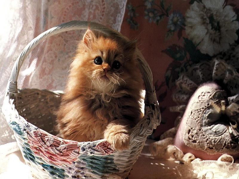 Ouriel - Chat - Kitten{!--새끼/아기 고양이--> in basket; DISPLAY FULL IMAGE.