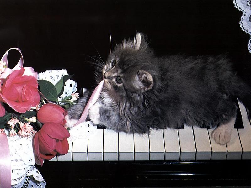 Ouriel - Chat - Kitten{!--새끼/아기 고양이--> on the piano; DISPLAY FULL IMAGE.