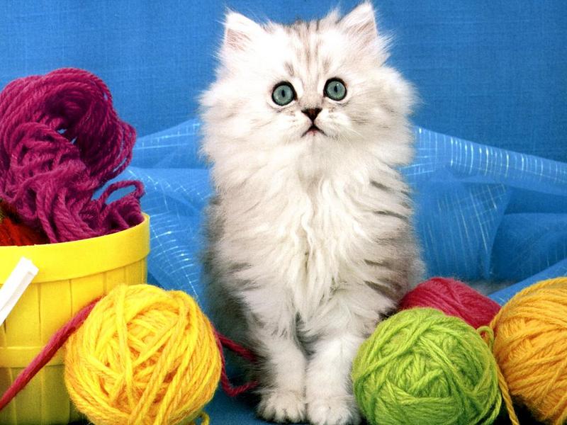 Ouriel - Chat - Kittens{!--새끼/아기 고양이--> and string rolls; DISPLAY FULL IMAGE.