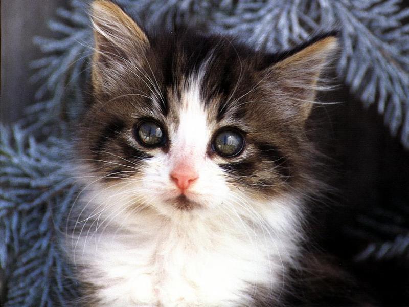 Ouriel - Chat - Kitten{!--새끼/아기 고양이--> face; DISPLAY FULL IMAGE.