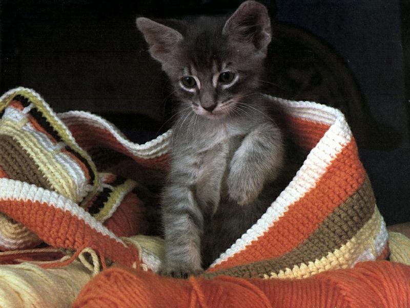Ouriel - Chat - Kitten{!--새끼/아기 고양이-->; DISPLAY FULL IMAGE.