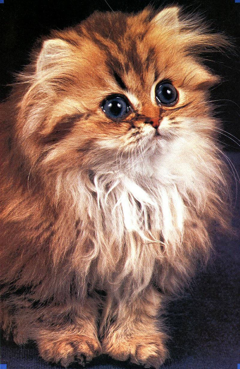 Ouriel - Chat - Kitten{!--새끼/아기 고양이-->; DISPLAY FULL IMAGE.