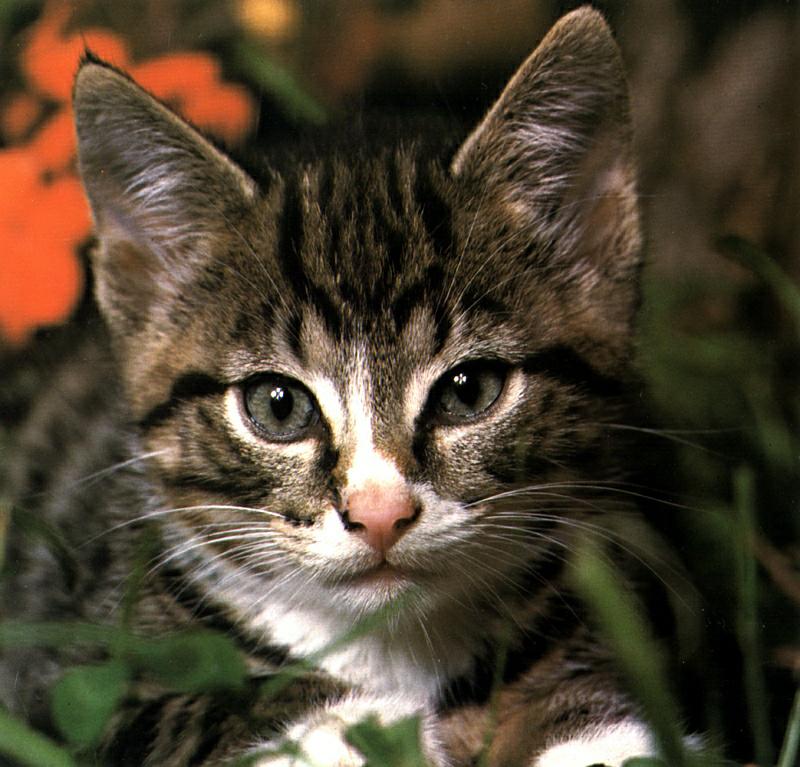Ouriel - Chat - Kitten{!--새끼/아기 고양이--> face; DISPLAY FULL IMAGE.