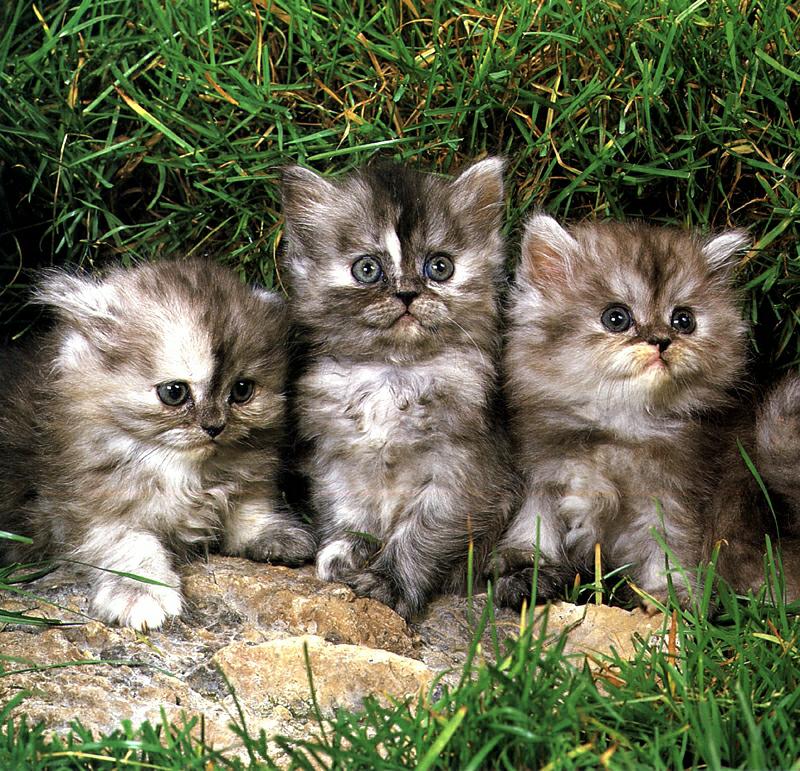 Ouriel - Chat - Kittens{!--새끼/아기 고양이-->; DISPLAY FULL IMAGE.