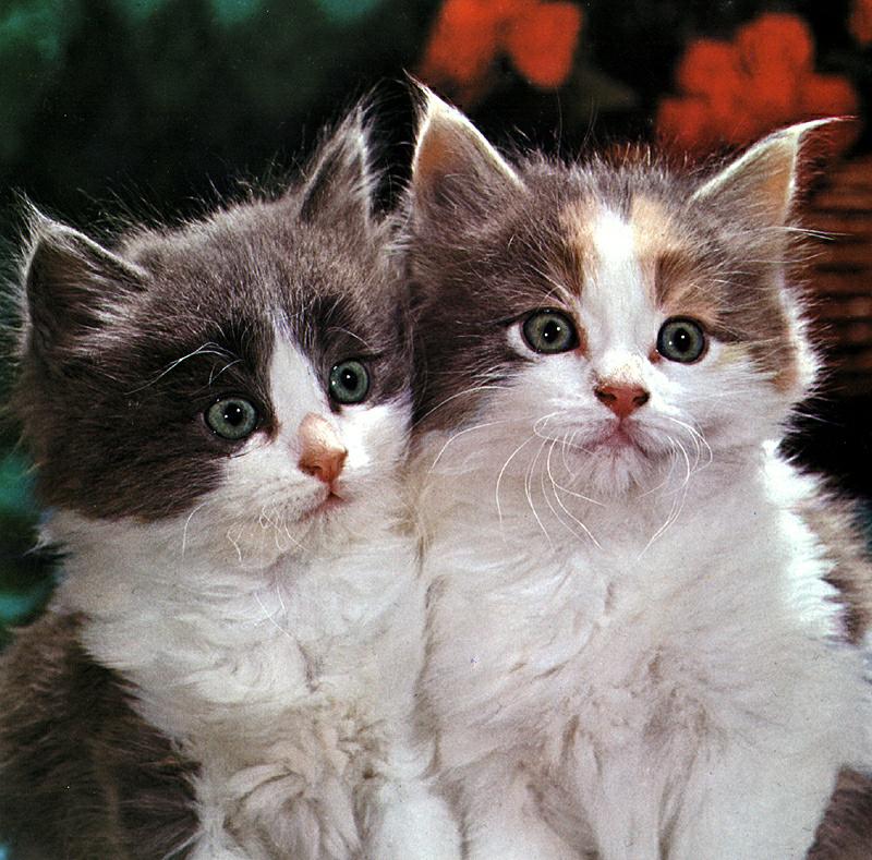 Ouriel - Chat - Kittens{!--새끼/아기 고양이-->; DISPLAY FULL IMAGE.