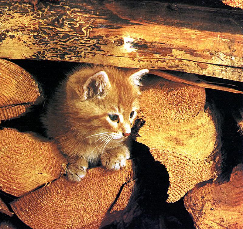 Ouriel - Chat - Kitten{!--새끼/아기 고양이-->; DISPLAY FULL IMAGE.