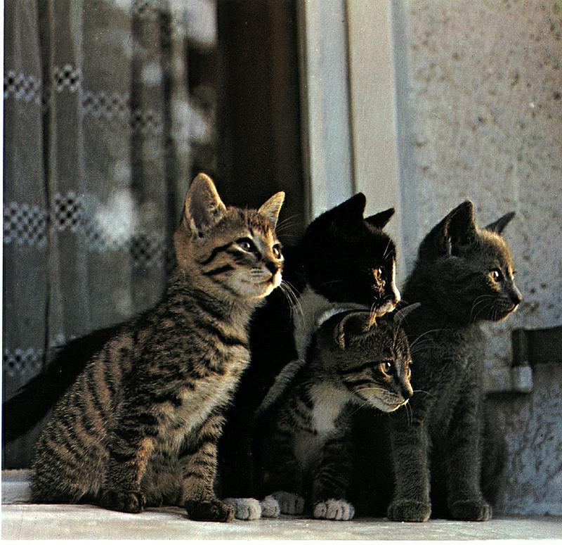 Ouriel - Chat - Kittens{!--새끼/아기 고양이-->; DISPLAY FULL IMAGE.