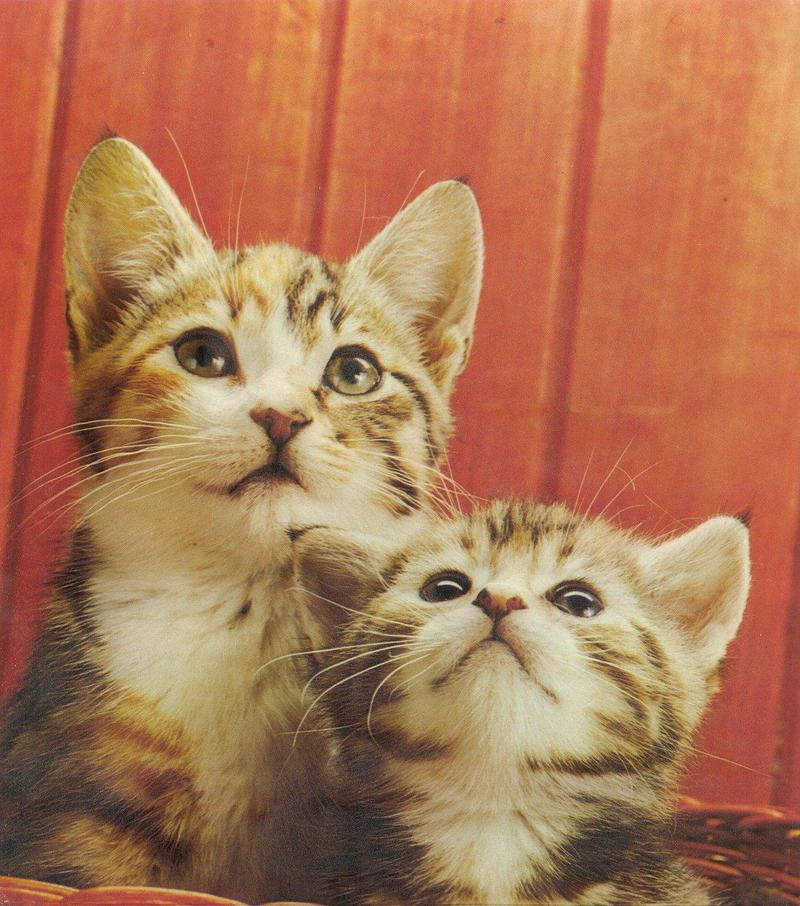 Kittens{!--새끼/아기 고양이-->; DISPLAY FULL IMAGE.