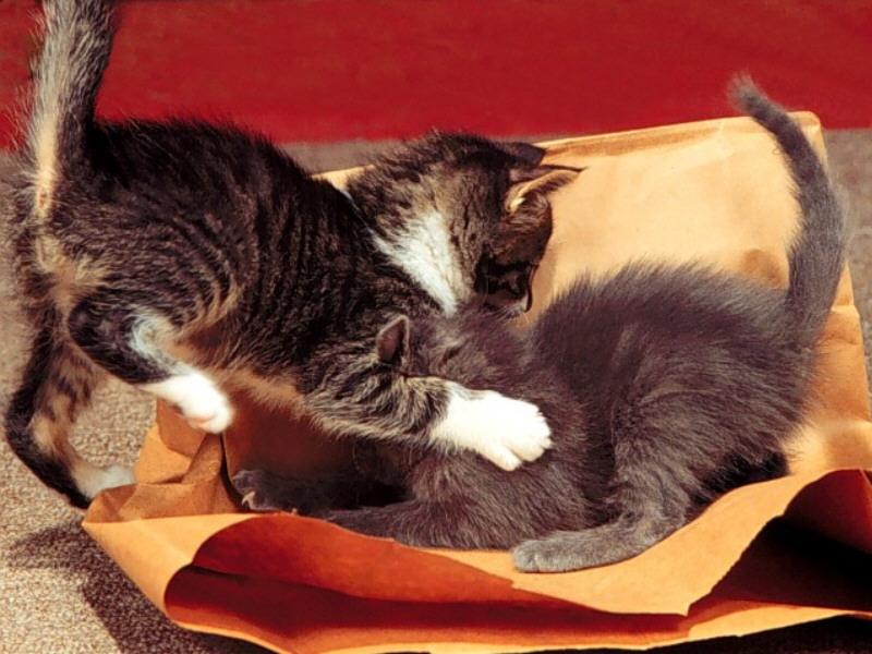Kittens{!--새끼/아기 고양이-->: Take That!; DISPLAY FULL IMAGE.