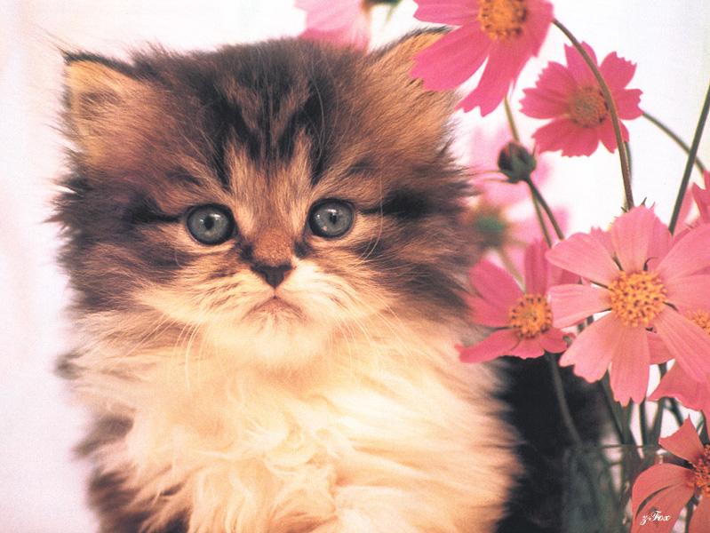 Kitten{!--새끼/아기 고양이-->: Tell me I'm not cute.; DISPLAY FULL IMAGE.