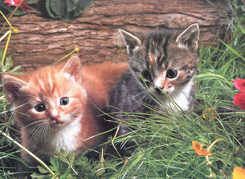 Kitten{!--새끼/아기 고양이-->: Where is that mouse; DISPLAY FULL IMAGE.