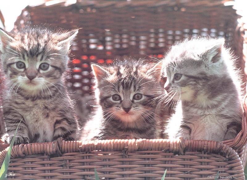 Kittens{!--새끼/아기 고양이-->: Well... Pick one of us.; DISPLAY FULL IMAGE.