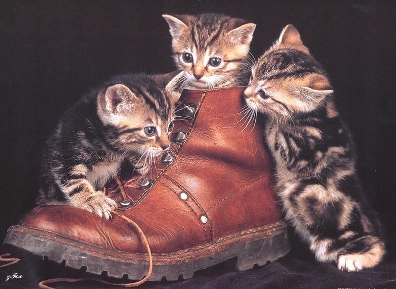Kittens{!--새끼/아기 고양이-->: Where did he go, guys?; DISPLAY FULL IMAGE.