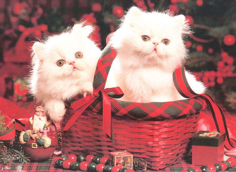 Kittens{!--새끼/아기 고양이-->: Pick me, please...; DISPLAY FULL IMAGE.