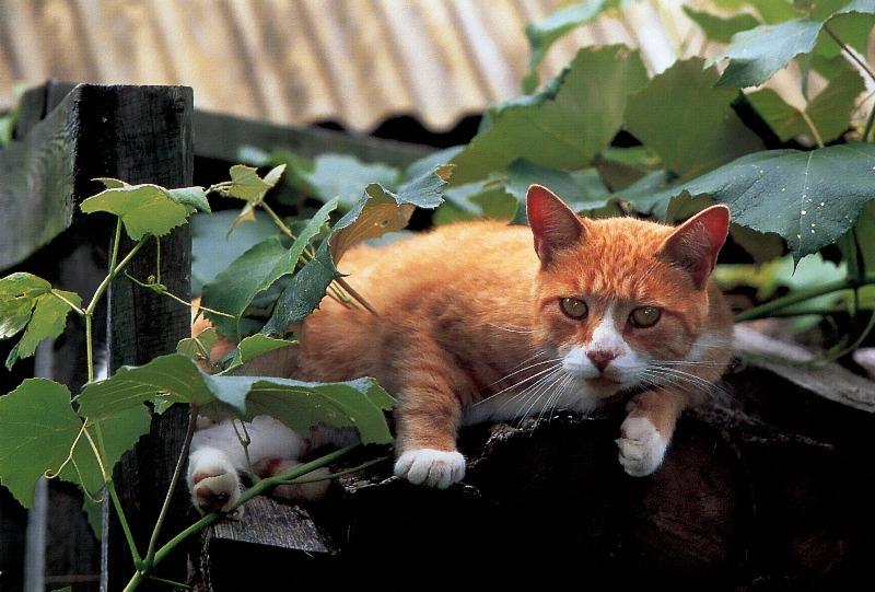 Domestic Cat{!--고양이--> on fence; DISPLAY FULL IMAGE.