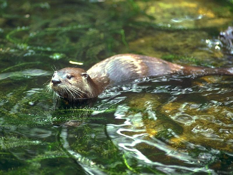 North American River Otter (Lontra canadensis){!--북미수달-->; DISPLAY FULL IMAGE.