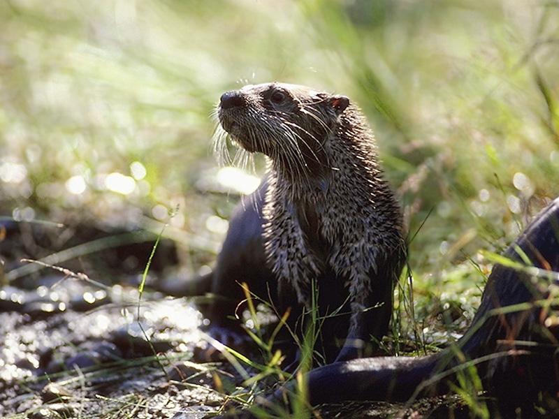 North American River Otter (Lontra canadensis){!--북미수달-->; DISPLAY FULL IMAGE.