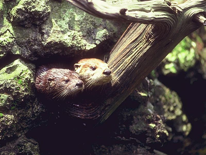 North American River Otter (Lontra canadensis){!--북미수달-->; DISPLAY FULL IMAGE.