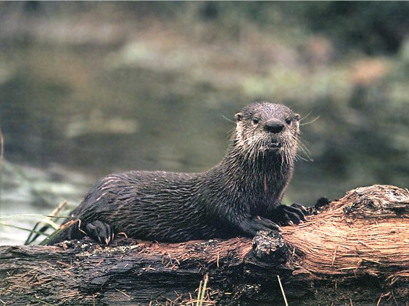 North American River Otter (Lontra canadensis){!--북미수달-->; DISPLAY FULL IMAGE.