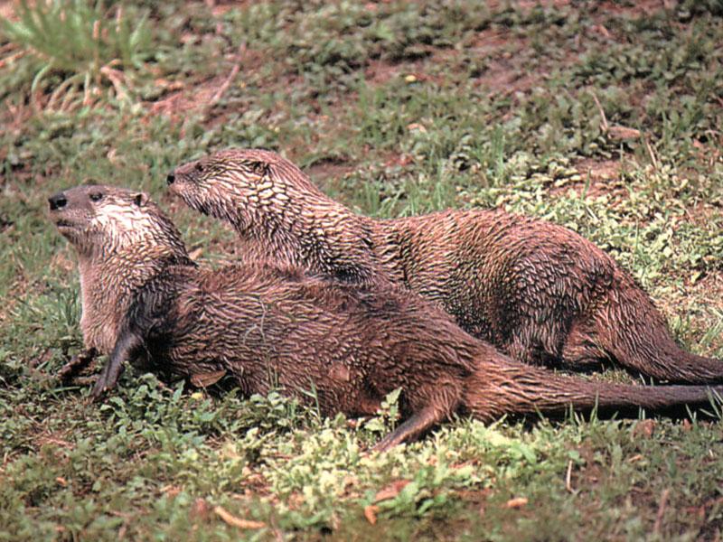 North American River Otter (Lontra canadensis){!--북미수달-->: otters on grass; DISPLAY FULL IMAGE.