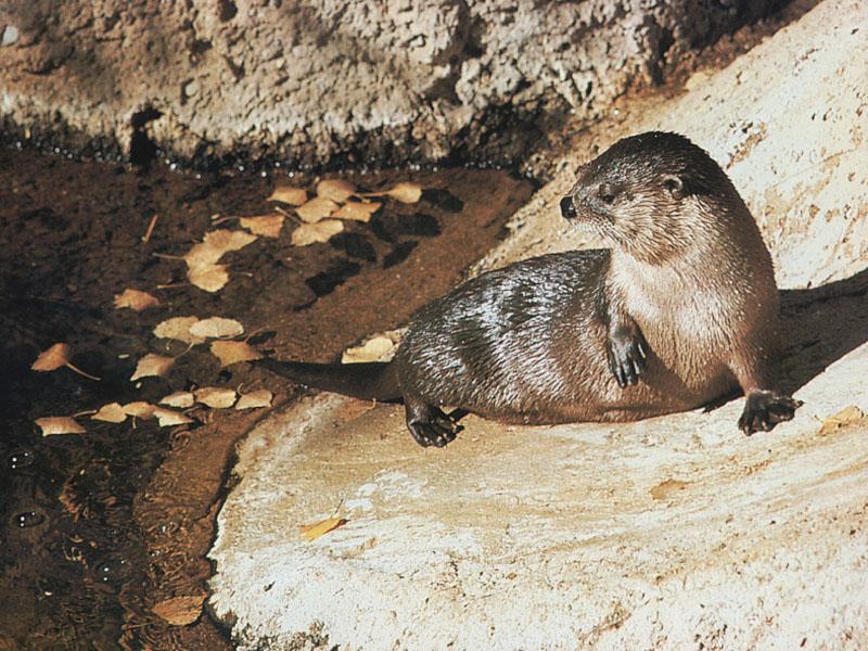 North American River Otter (Lontra canadensis){!--북미수달-->; DISPLAY FULL IMAGE.