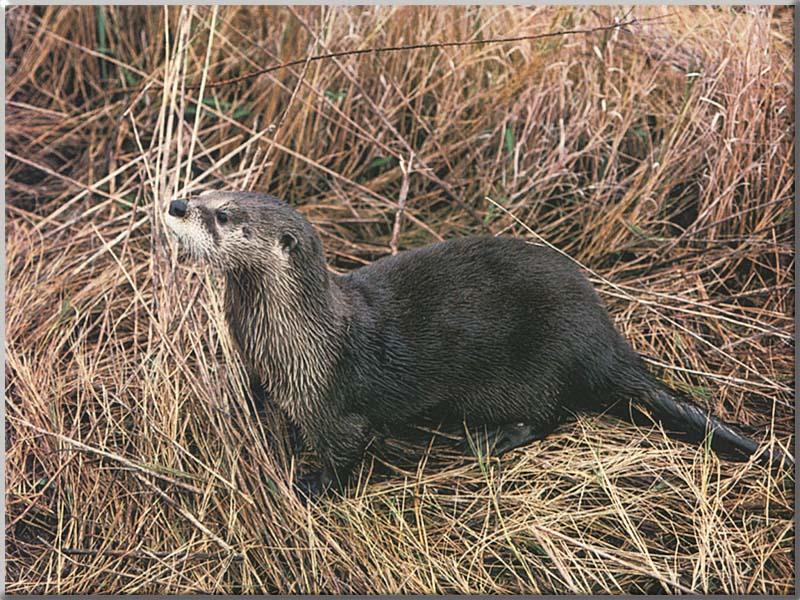 North American River Otter (Lontra canadensis){!--북미수달-->; DISPLAY FULL IMAGE.