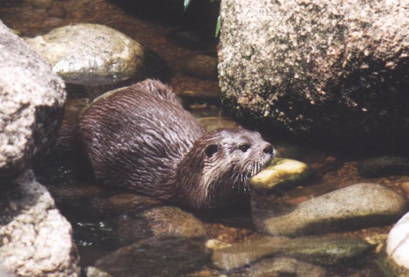 North American River Otter (Lontra canadensis){!--북미수달-->; DISPLAY FULL IMAGE.