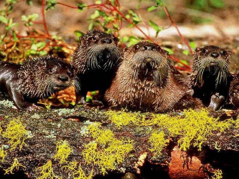 North American River Otter (Lontra canadensis){!--북미수달--> pups; DISPLAY FULL IMAGE.