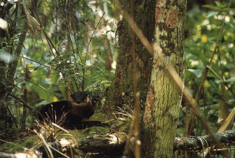 North American River Otter (Lontra canadensis){!--북미수달-->; DISPLAY FULL IMAGE.