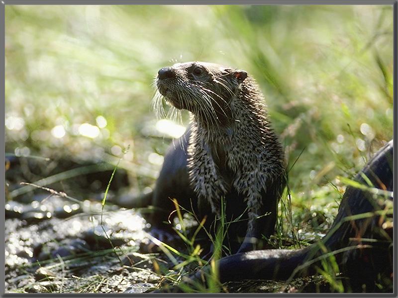 North American River Otter (Lontra canadensis){!--북미수달-->; DISPLAY FULL IMAGE.